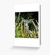 Peek-A-Boo Greeting Card