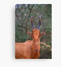 Why the Long Face? - Hartebeest Leinwanddruck