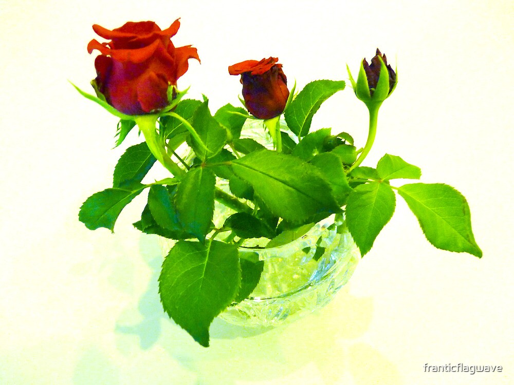 ""A Rose By Any Other Name Is Still A Rose"" by franticflagwave Redbubble