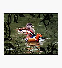 A pair of mandarin ducks Photographic Print
