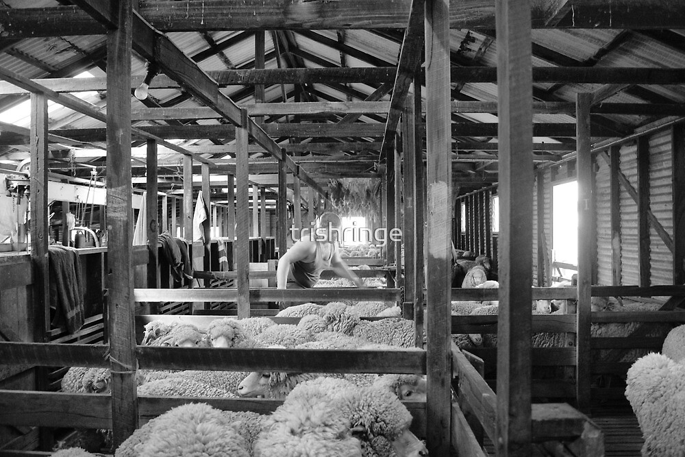 "Shearing Shed Lismore Vic Day 1." by trishringe Redbubble