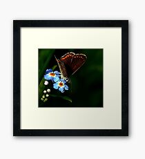 Brown Argus Framed Print