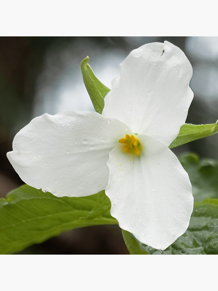 Trillium Flower Photo Square by utilityimage