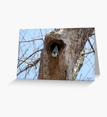 White-Breasted Nuthatch (Sitta carolinensis) 1 Greeting Card