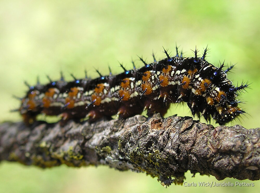 Buckeye Caterpillar&quot; by Carla Wick/Jandelle