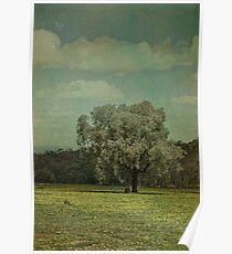Mogongong Springs Poster
