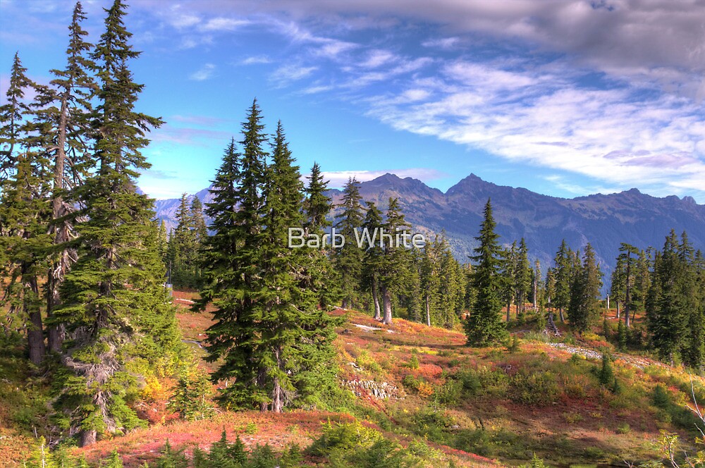"Mt. Baker Wilderness Area" by Barb White Redbubble