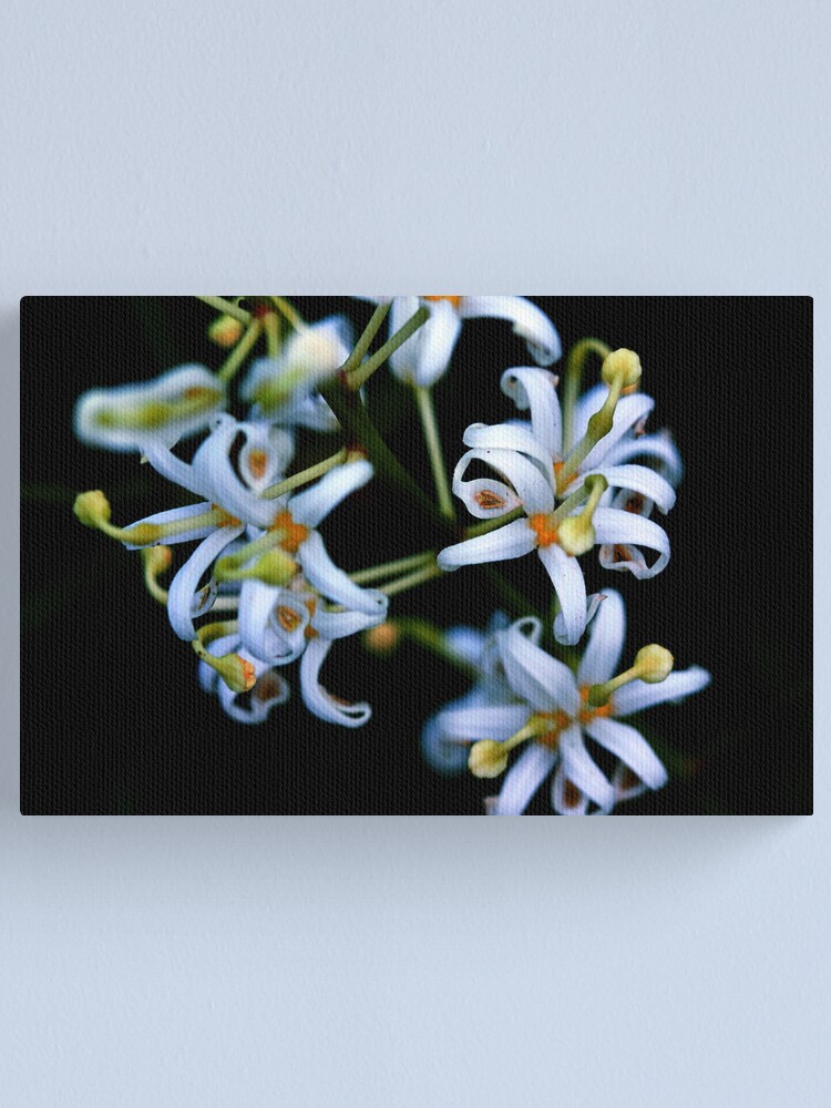 Alternate view of Lomatia silaifolia Canvas Print