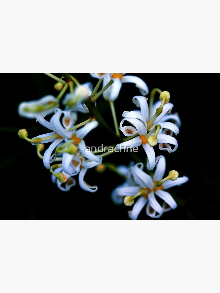 Lomatia silaifolia by andrachne