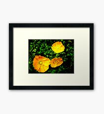 Popular Poppies Framed Print