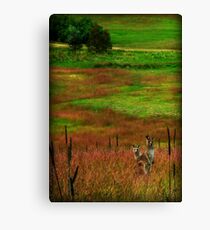 curious and ready to hop Canvas Print