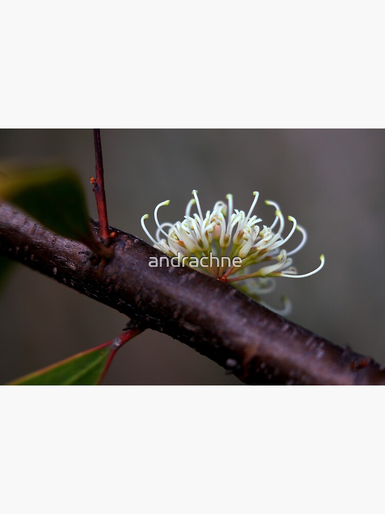 Hakea florulenta by andrachne
