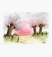 WILLOW TREES Photographic Print