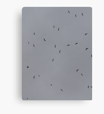 hitchcock in tx"s??? Canvas Print