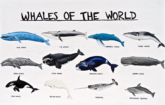Whale Size Chart