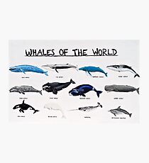 Whales Of The World Chart Photographic Print