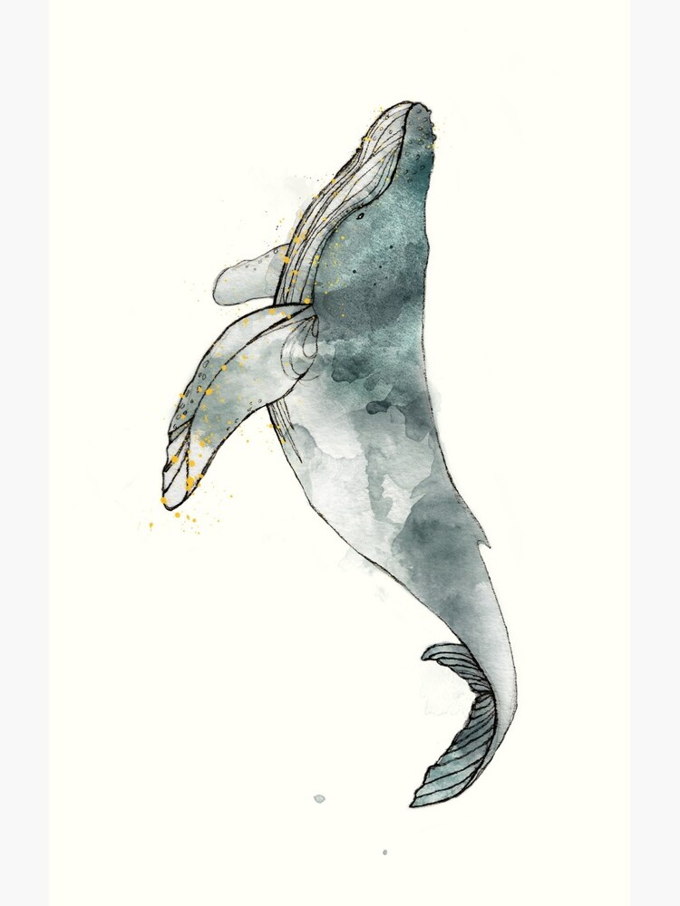 Humpback Whale by AmyHamilton