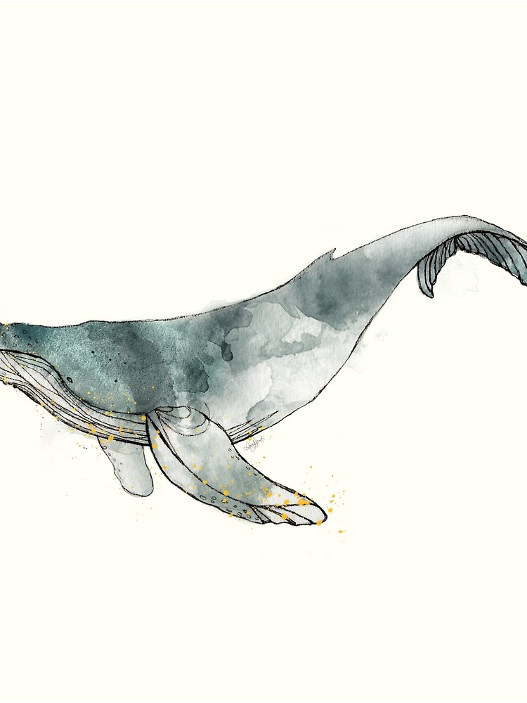 Humpback Whale by AmyHamilton