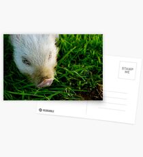 Tiny Polly Piglet Postcards