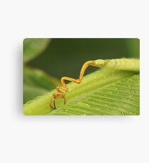 Young Curly Banana Leaf Leinwanddruck