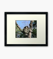 I'm Sleepy... Framed Print