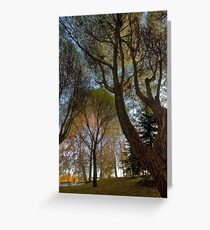 Seats under the big trees Greeting Card