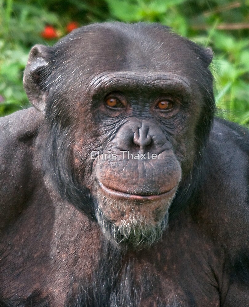 old chimpanzee