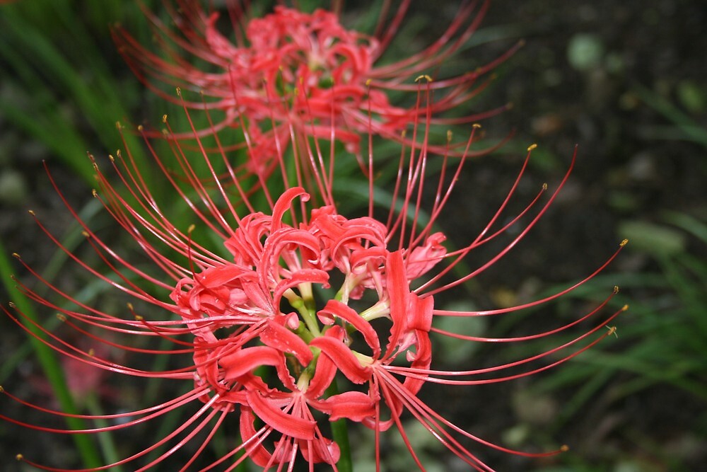 "red spider lily flowers" by Sheila McCrea | Redbubble