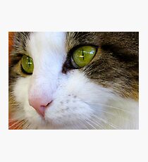 Miss Puss Puss Photographic Print