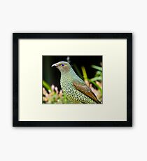 Australian Female Satin Bower Bird Framed Print