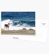 Neglected dog, Lanzarote Postcards