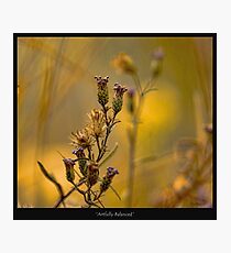 Artfully Balanced Photographic Print
