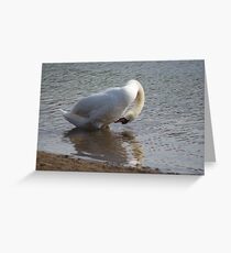 What am I? A boy or a girl ? Greeting Card