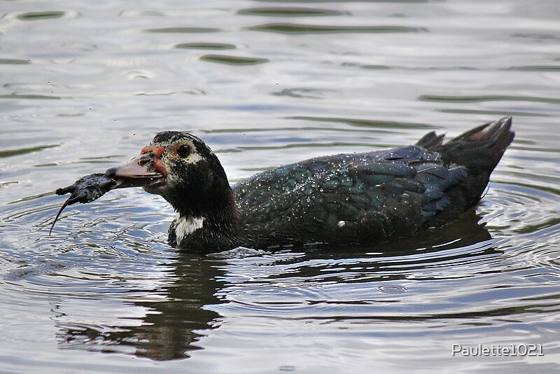 "Duck Eating a Turtle for Lunch" by Paulette1021 | Redbubble