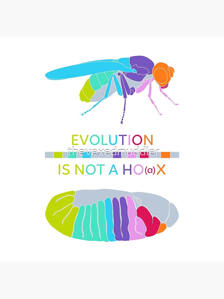 Drosophila Hox Genes - Evolution is not a Ho(a)x by thevexedmuddler