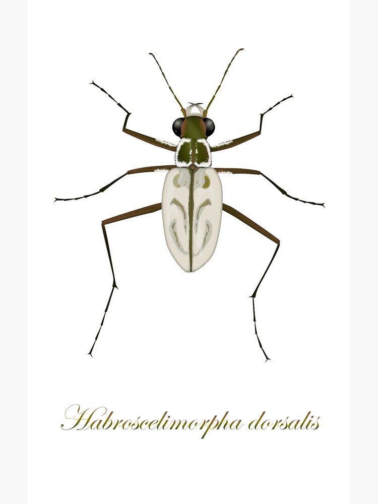 Northeastern Beach tiger beetle, Habroscelimorpha dorsalis by thevexedmuddler