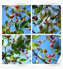 Rosehips - Polyptych Poster