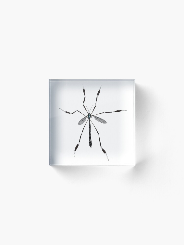 Alternate view of Phantom crane fly - Bittacomorpha clavipes Acrylic Block