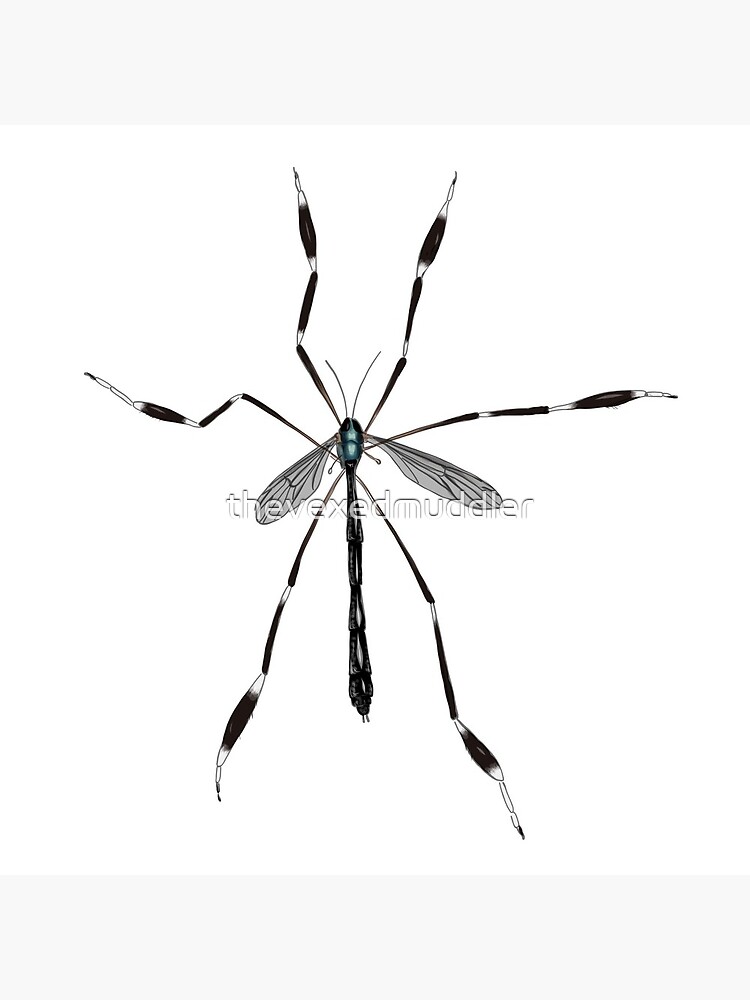 Phantom crane fly - Bittacomorpha clavipes by thevexedmuddler