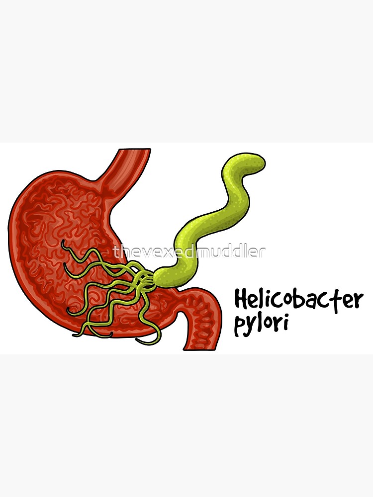 Helicobacter pylori by thevexedmuddler