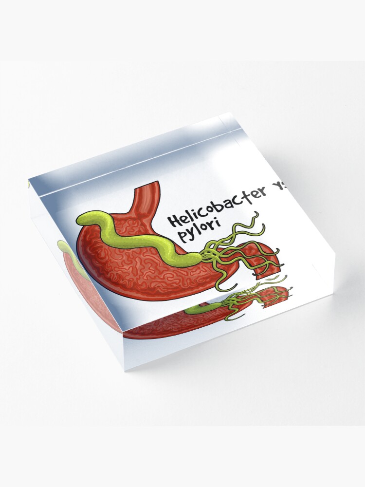 Alternate view of Helicobacter pylori Acrylic Block