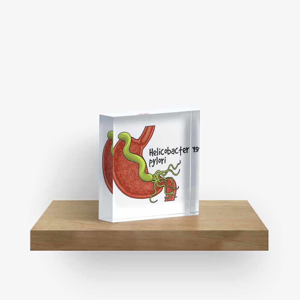 Helicobacter pylori Acrylic Block