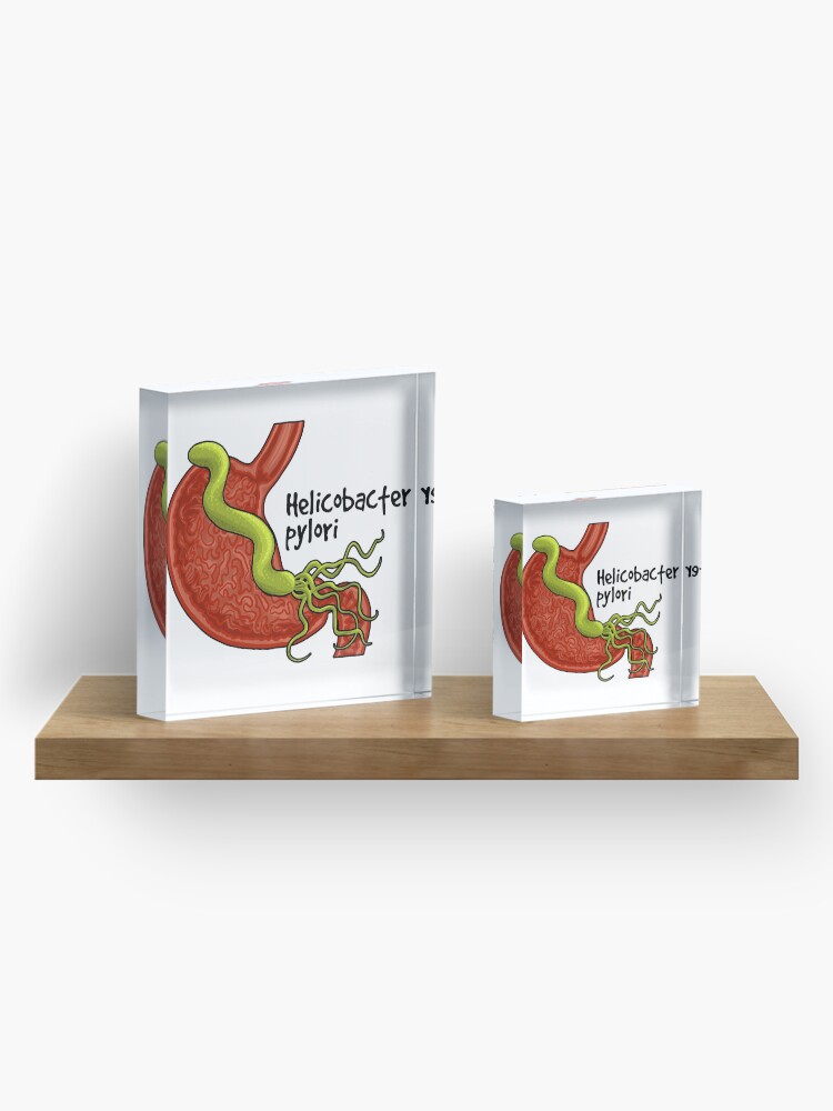 Alternate view of Helicobacter pylori Acrylic Block