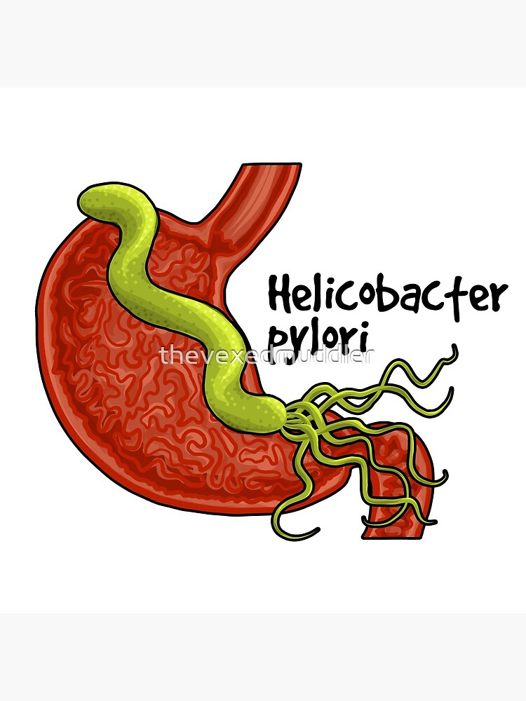 Helicobacter pylori by thevexedmuddler