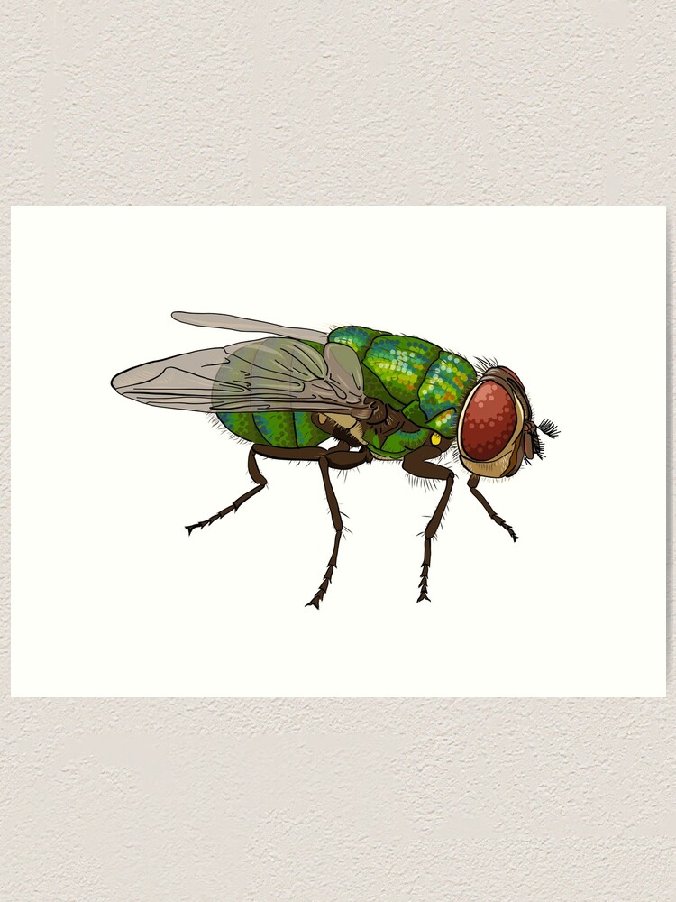 Alternate view of Chrysomya megacephala blowfly Art Print