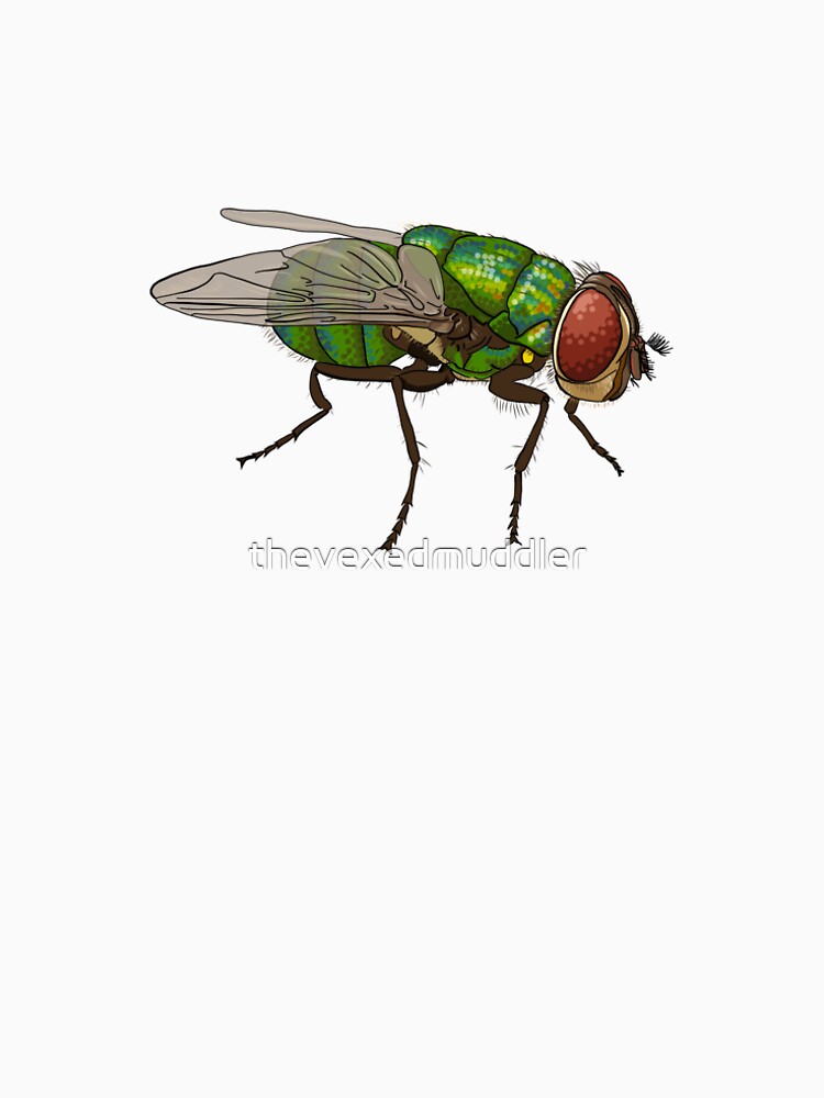 Chrysomya megacephala blowfly by thevexedmuddler