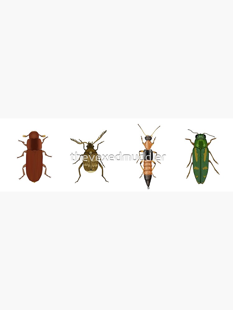 Four Beetles by thevexedmuddler