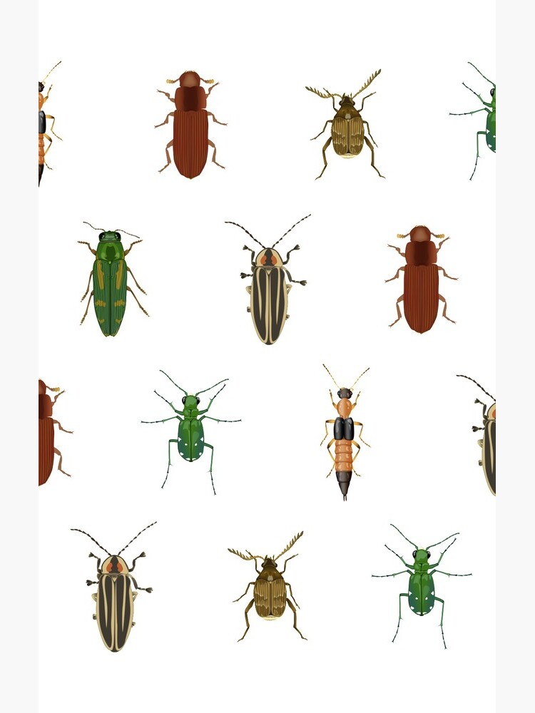 Four Beetles by thevexedmuddler