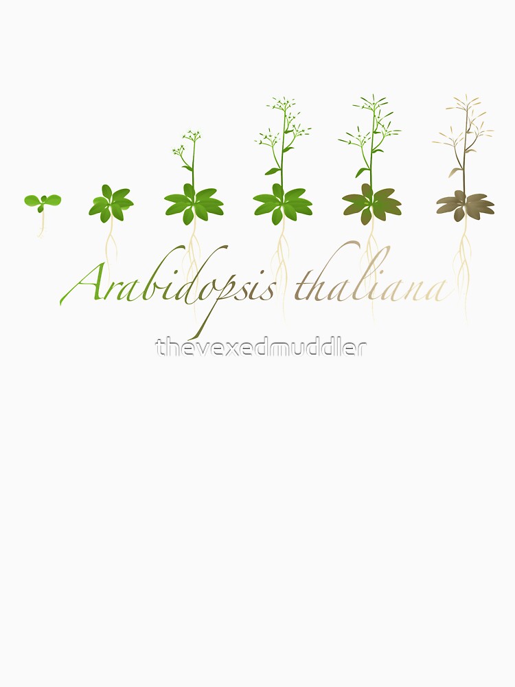 A. thaliana development by thevexedmuddler