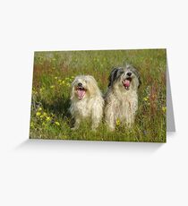 SOOO FUNNY!!! Greeting Card